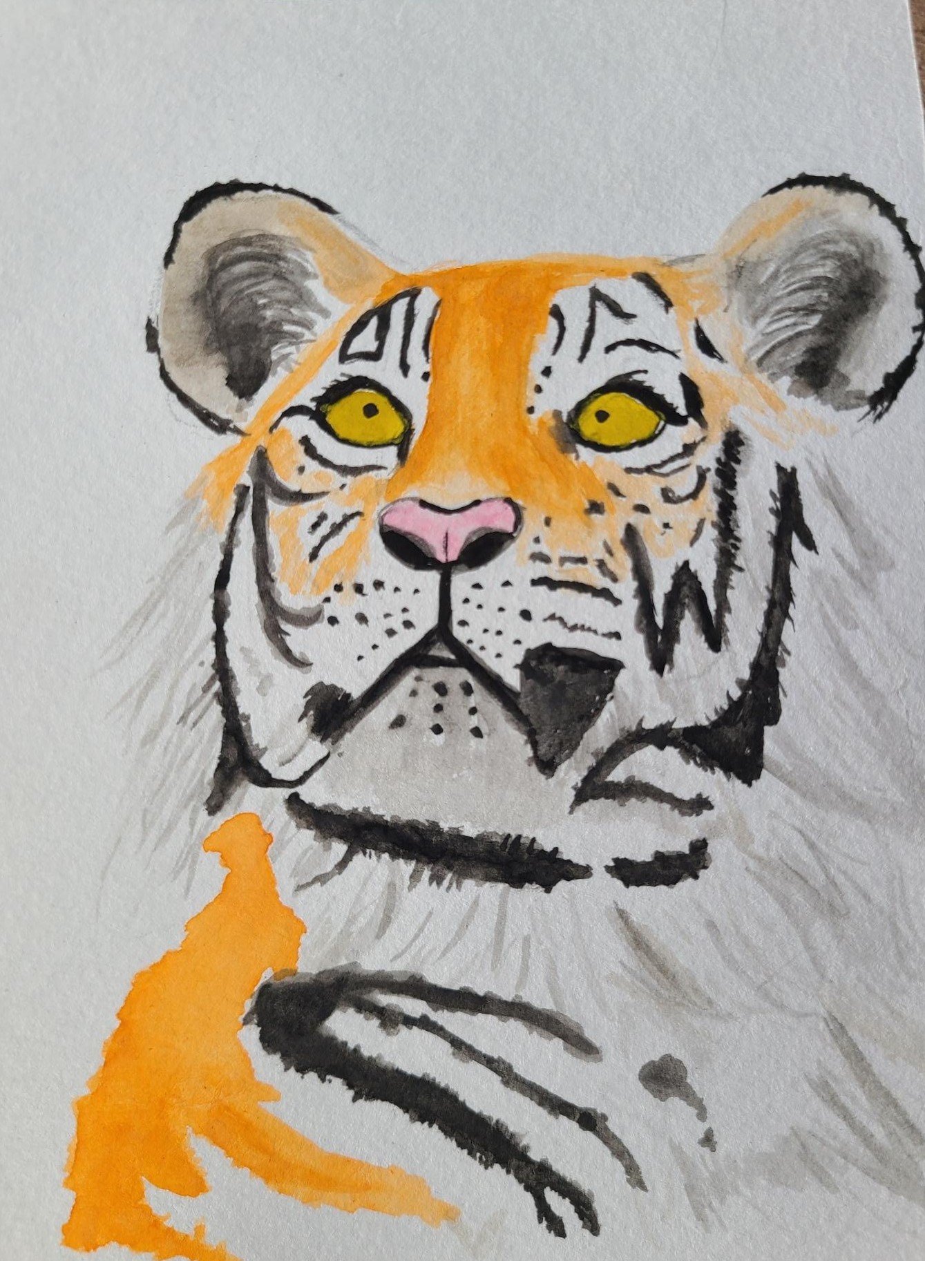 Tiger (2)